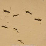 GPS: 50°58'7.284" N 1°50'29.8608" E Altitude: 7,0 m -  -  -   -  -   -  -