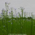 GPS: 50°51'1.0908" N 2°51'35.2152" E Altitude: 47,1 m -  -  -   -  -   -  -