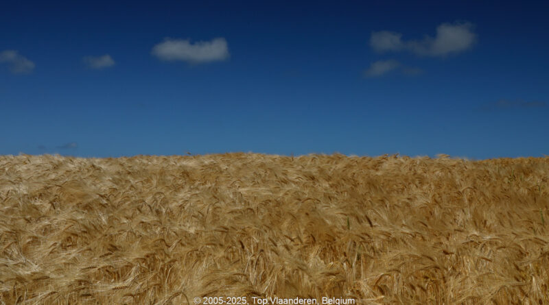 GPS: 50°53'24.09" N 1°41'7.0332" E Altitude: 66,9 m -  -  -   -  -   -  -