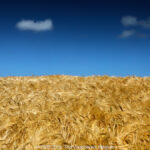 GPS: 50°53'24.09" N 1°41'7.0332" E Altitude: 66,9 m -  -  -   -  -   -  -