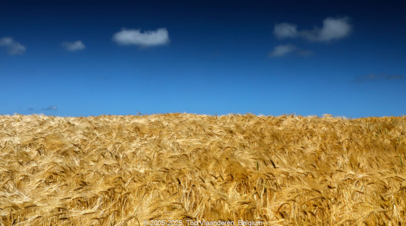 GPS: 50°53'24.09" N 1°41'7.0332" E Altitude: 66,9 m -  -  -   -  -   -  -