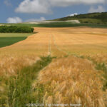GPS: 50°53'15.666" N 1°41'54.996" E Altitude: 75,9 m -  -  -   -  -   -  -