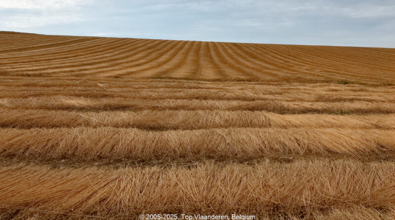 GPS: 50°47'35.8188" N 2°5'3.192" E Altitude: 75,6 m -  -  -   -  -   -  -