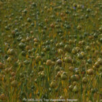 GPS: 50°46'38.4312" N 2°4'55.488" E Altitude: 91,8 m -  -  -   -  -   -  -