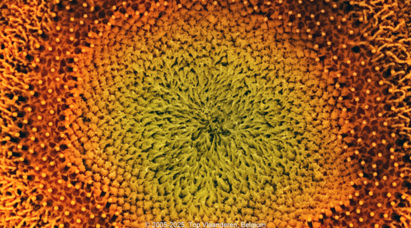 GPS: 50°46'29.244" N 2°5'8.448" E Altitude: 144,1 m -  -  -   -  -   -  -