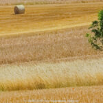 GPS: 50°46'38.406" N 2°7'34.2012" E Altitude: 122,0 m -  -  -   -  -   -  -