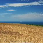GPS: 50°54'50.8572" N 1°43'26.2452" E Altitude: 50,3 m -  -  -   -  -   -  -