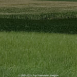 GPS: 50°50'19.9968" N 2°38'39.1128" E Altitude: 21,7 m -  -  -   -  -   -  -