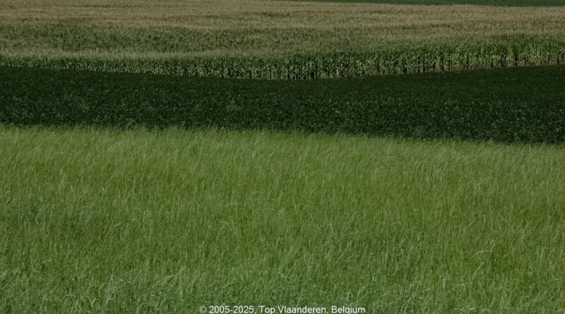 GPS: 50°50'19.9968" N 2°38'39.1128" E Altitude: 21,7 m -  -  -   -  -   -  -