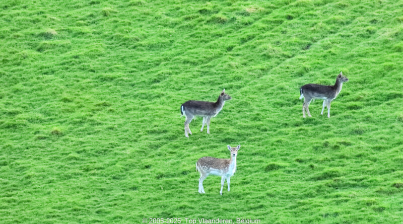 GPS: 50°46'41.4768" N 2°48'45.2628" E Altitude: 154,5 m -  -  -   -  -   -  -