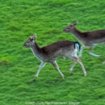 GPS: 50°46'41.4768" N 2°48'45.2628" E Altitude: 154,5 m -  -  -   -  -   -  -