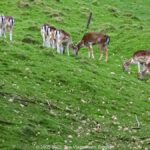 GPS: 50°46'33.3192" N 2°48'50.9832" E Altitude: 97,9 m - België -  -  Heuvelland -  -   -  -