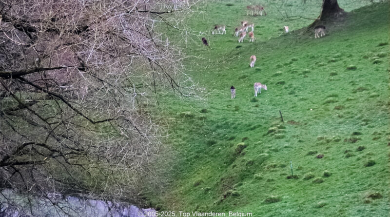 GPS: 50°46'41.0808" N 2°48'43.1208" E Altitude: 173,6 m - België -  -  Heuvelland -  -   -  -