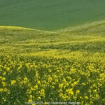 GPS: 50°32'31.0632" N 1°53'9.9312" E Altitude: 147,5 m -  -  -   -  -   -  -