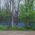 GPS: 50°46'35.022" N 2°49'3.4032" E Altitude: 96,9 m -  -  -   -  -   -  -