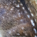 GPS: 50°46'38.478" N 2°49'0.2352" E Altitude: 143,5 m -  -  -   -  -   -  -