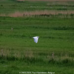 GPS: 50°59'41.2152" N 2°50'13.8012" E Altitude: 17,1 m -  -  -   -  -   -  -