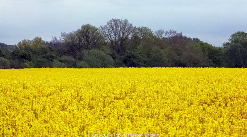 GPS: 50°49'53.0328" N 2°52'43.6008" E Altitude: 88,6 m -  -  -   -  -   -  -