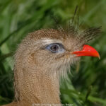 GPS: 50°38'16.242" N 3°2'51.3528" E Altitude: 17,9 m -  -  -   -  -   -  -