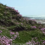 GPS: 50°49'45.1092" N 1°35'25.1448" E Altitude: 17,9 m -  -  -   -  -   -  -