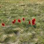 GPS: 50°25'13.9224" N 1°39'10.6992" E Altitude: 71,0 m -  -  -   -  -   -  -