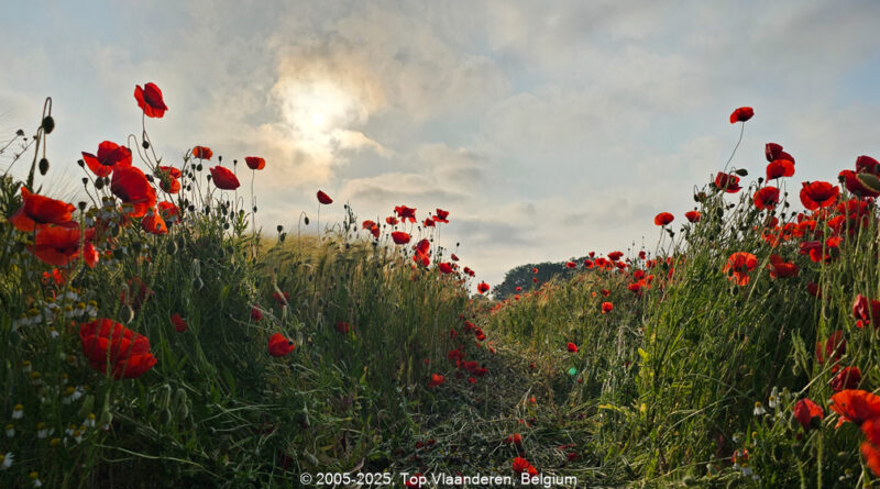 GPS: 50°25'13.944" N 1°39'10.386" E Altitude: 69,0 m -  -  -   -  -   -  -