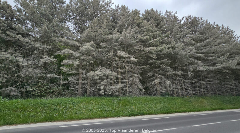GPS: 50°49'31.584" N 1°44'34.0656" E Altitude: 118,0 m -  -  -   -  -   -  -