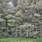 GPS: 50°49'31.584" N 1°44'34.0656" E Altitude: 118,0 m -  -  -   -  -   -  -