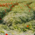 GPS: 50°25'17.3352" N 1°39'8.6328" E Altitude: 23,4 m -  -  -   -  -   -  -