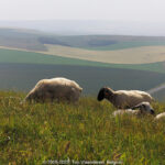GPS: 50°55'29.298" N 1°42'54.81" E Altitude: 112,6 m -  -  -   -  -   -  -