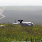 GPS: 50°55'28.5492" N 1°42'54.7092" E Altitude: 120,4 m -  -  -   -  -   -  -