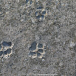 GPS: 51°5'41.01" N 2°33'44.3772" E Altitude: 15,0 m -  -  -   -  -   -  -