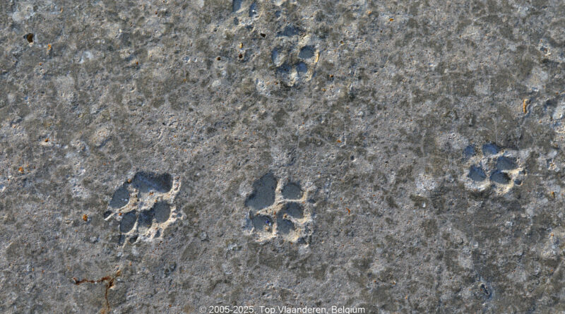 GPS: 51°5'41.01" N 2°33'44.3772" E Altitude: 15,0 m -  -  -   -  -   -  -
