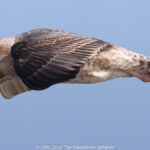 GPS:  Altitude:  -  -  -   -  -   -  -
