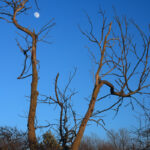GPS: 51°5'20.94" N 2°34'29.532" E Altitude: 49,5 m -  -  -   -  -   -  -
