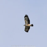 GPS: 50°58'59.88" N 2°52'2.568" E Altitude: 54,5 m -  -  -   -  -   -  -