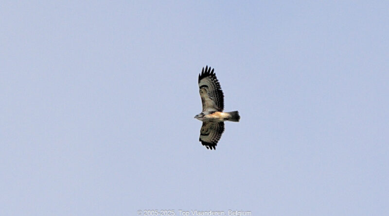 GPS: 50°58'59.88" N 2°52'2.568" E Altitude: 54,5 m -  -  -   -  -   -  -
