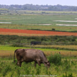 GPS: 50°11'3.876" N 1°36'45.9972" E Altitude: 71,2 m -  -  -   -  -   -  -