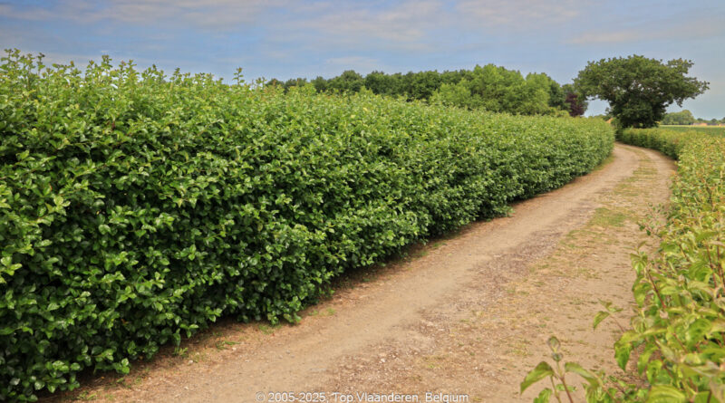 GPS: 50°52'40.6668" N 2°26'33.6768" E Altitude: 68,9 m -  -  -   -  -   -  -