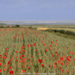 GPS: 50°10'57.972" N 1°36'18.6012" E Altitude: 70,4 m -  -  -   -  -   -  -
