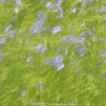 GPS: 51°2'43.6668" N 2°35'56.112" E Altitude: 44,1 m -  -  -   -  -   -  -
